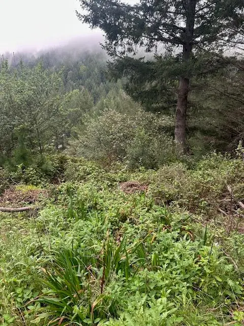 233 Nob Hill Road, Whitethorn, CA 95589