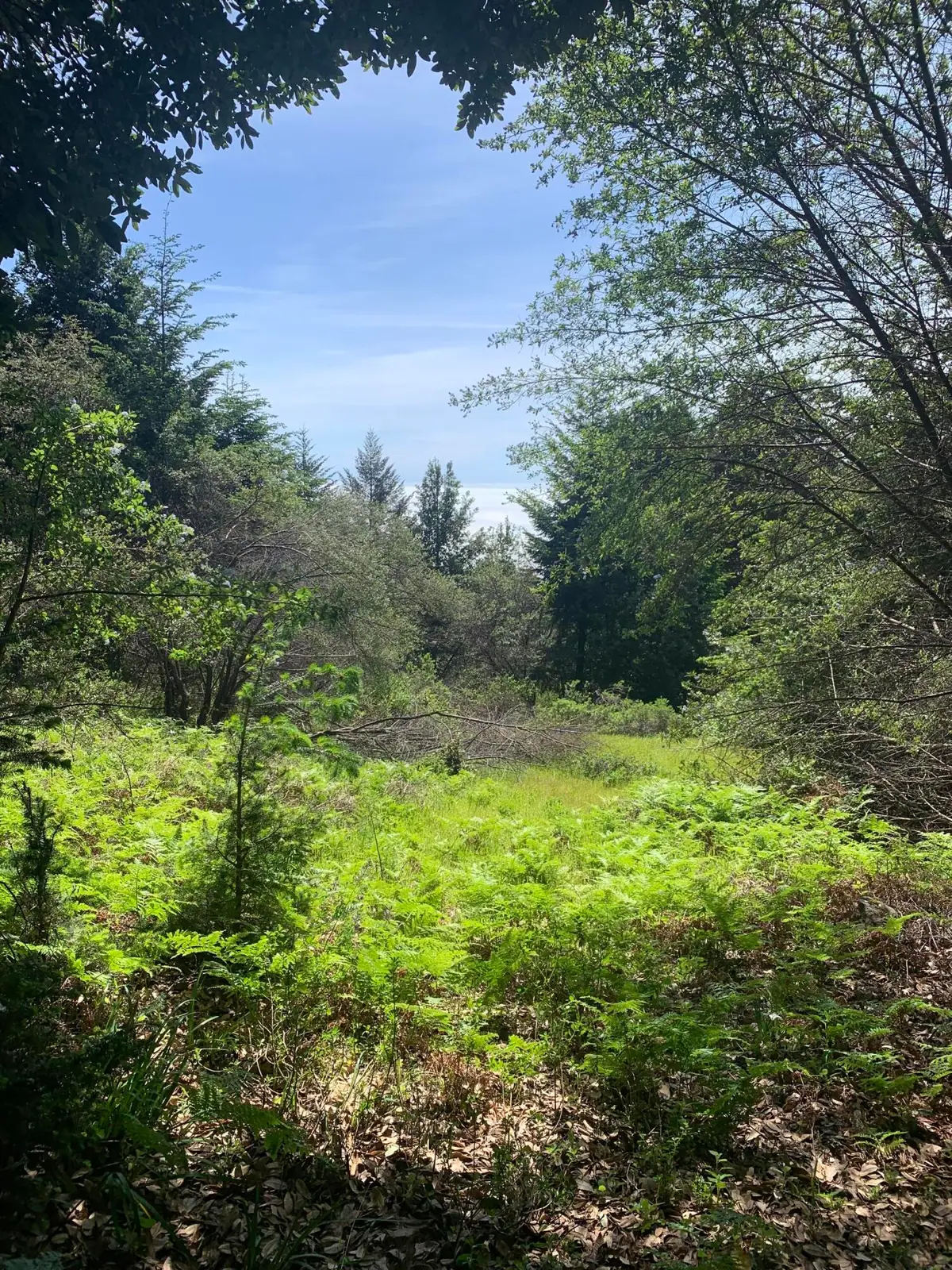454 & 476 Forest Road, Shelter Cove, CA 95589 - #1