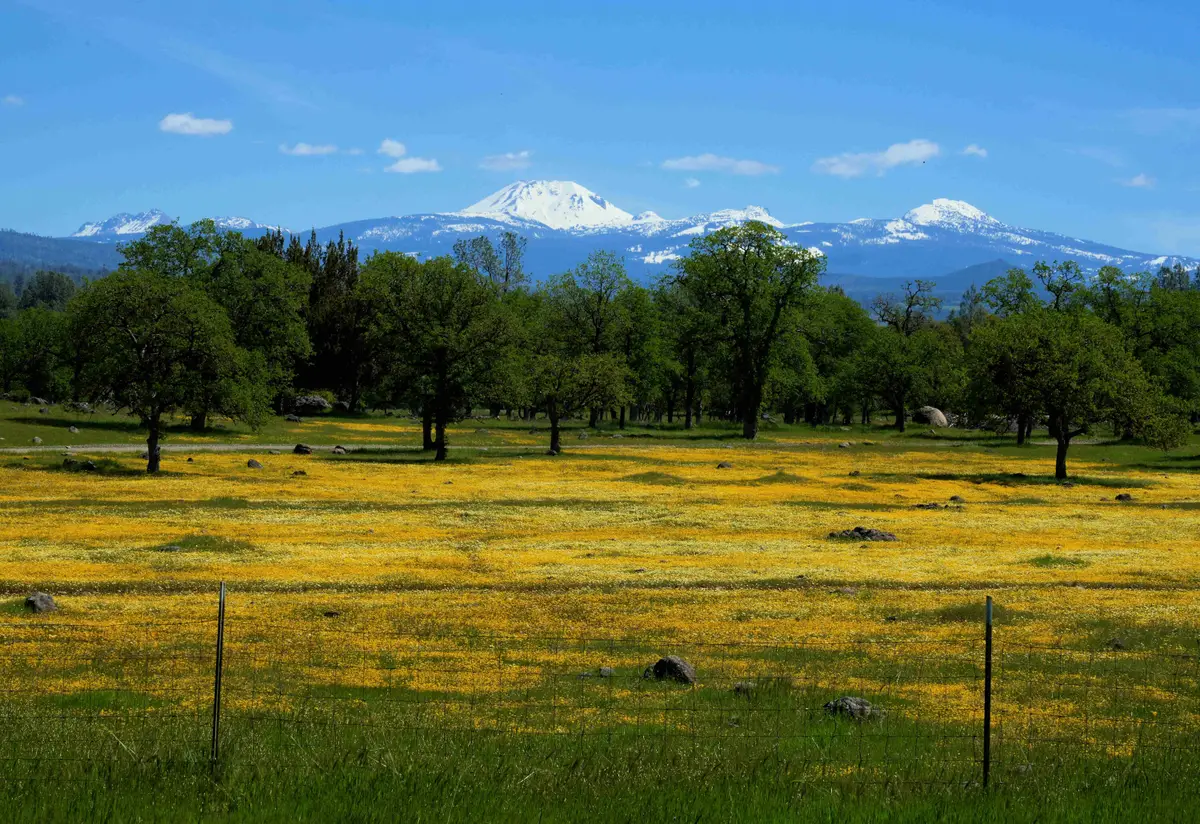 21675 Wildcat Road, Paynes Creek, CA 96075 - Image #1