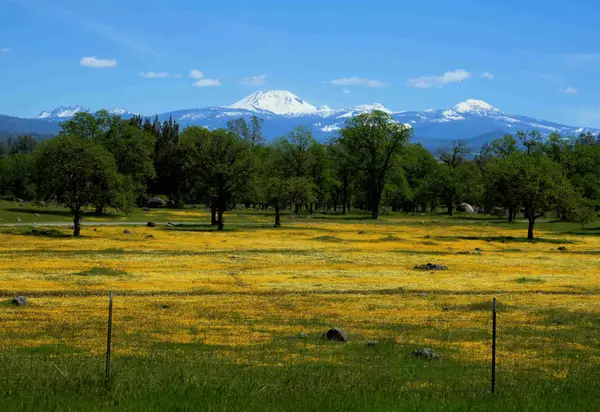 21675 Wildcat Road, Paynes Creek, CA 96075