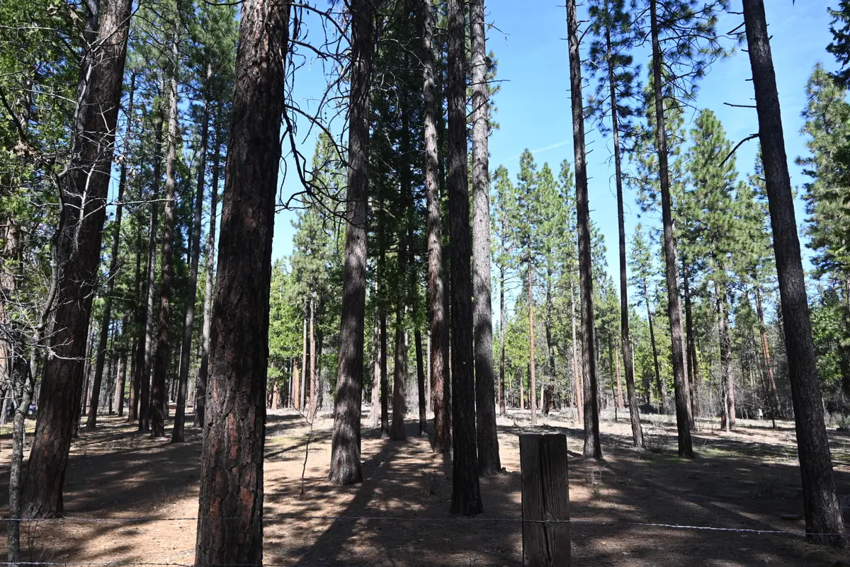 00000 Pine Shadows, McArthur, CA 96056 - #1