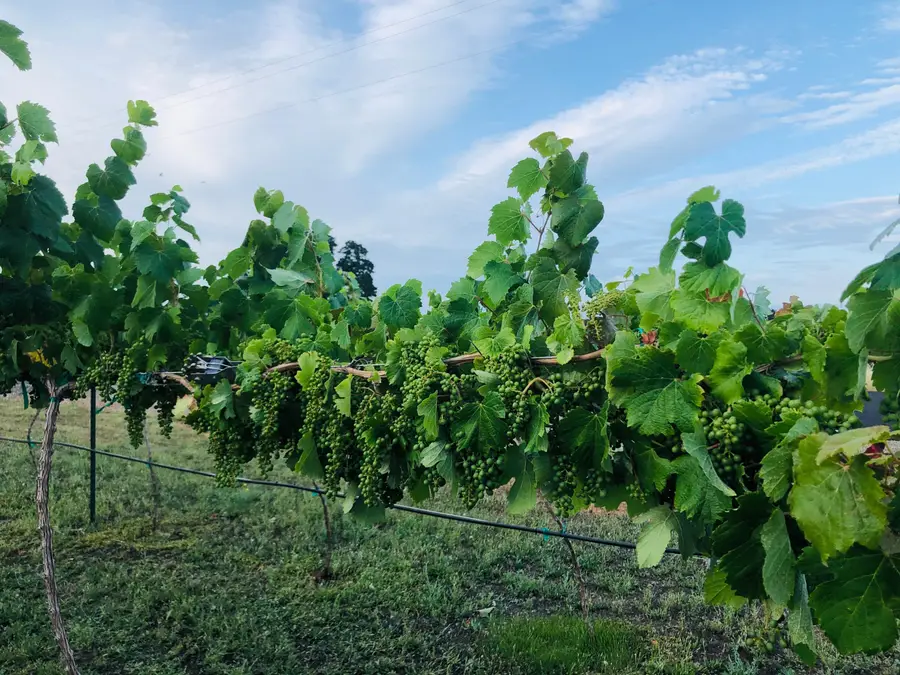 19055 Del Mar Drive, Cottonwood, CA 96022 - #3