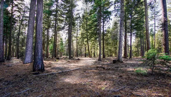 Lot 4 Ritts Mill Road, Shingletown, CA 96088