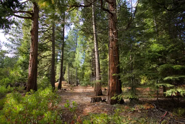 Lot 1 Ritts Mill Road, Shingletown, CA 96088