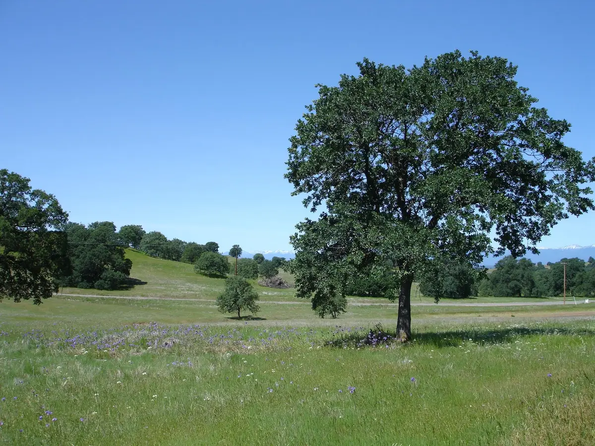 LOT 13 Sunset Hills Drive, Cottonwood, CA 96022 - #1