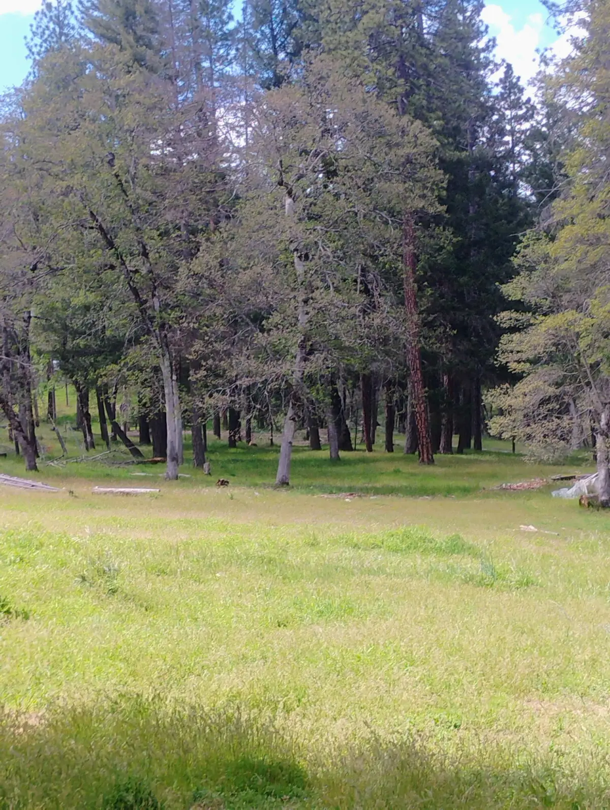 1411 Mcalexander Road, Hayfork, CA 96041 - #1