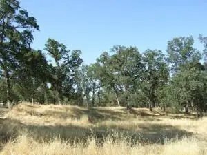 Oak Run Road, Millville, CA 96062