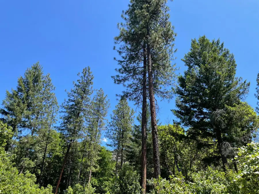 1460 Lake Road, Junction City, CA 96048 - #3