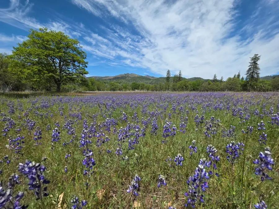 13660 State Highway 3, Hayfork, CA 96041 - #2