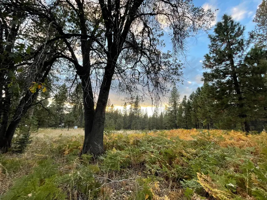 0000 Forest Road, McCloud, CA 96057 - #2