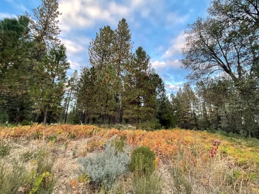 0000 Forest Road, McCloud, CA 96057 - #3