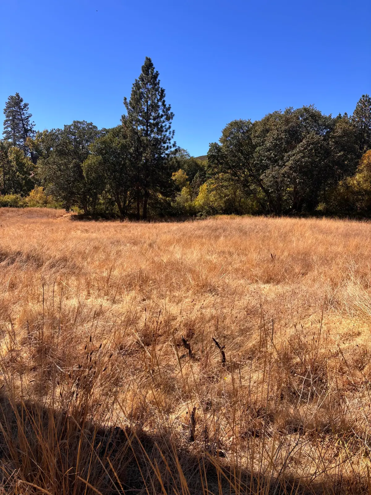 775 Barker Valley Road, Hayfork, CA 96041 - #1