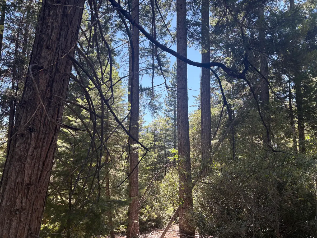 Castle Lake Road, Douglas City, CA 96067 - #1