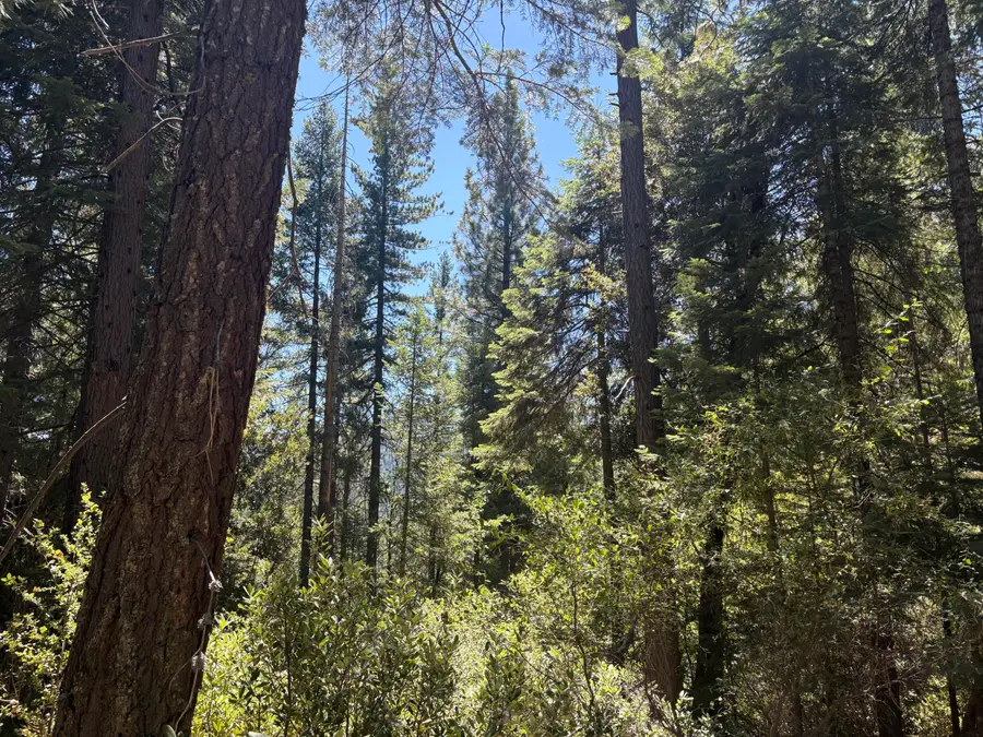 Castle Lake Road, Douglas City, CA 96067 - #2