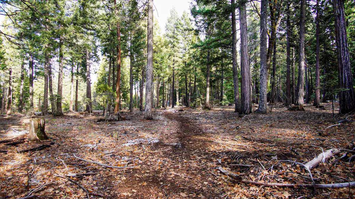 003 Ritts Mill Road, Shingletown, CA 96088 - #1