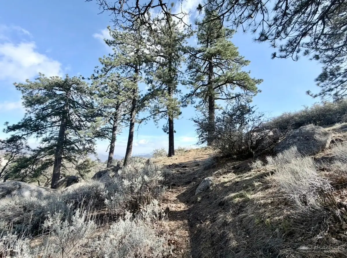 26960 Stirrup Way, Tehachapi, CA 93561 - #1