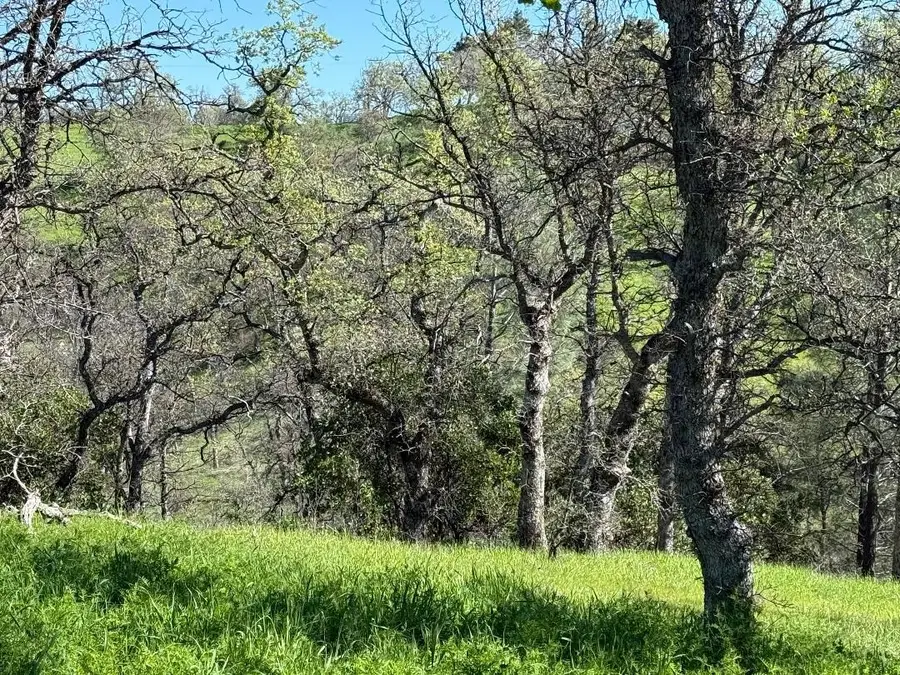 16438 Longhorn Lane, Corning, CA 96021 - #3