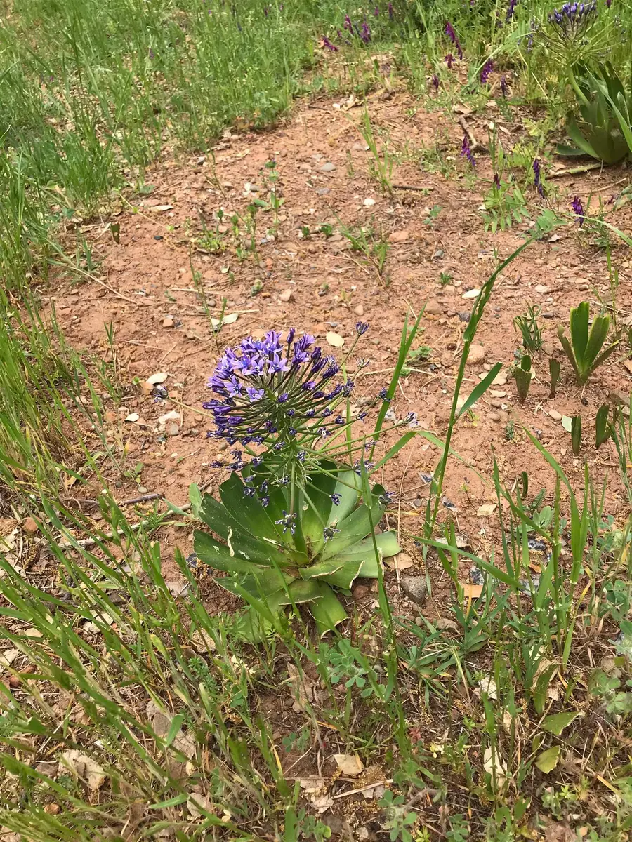 6548 Oak Street, Anderson, CA 96007 - #2