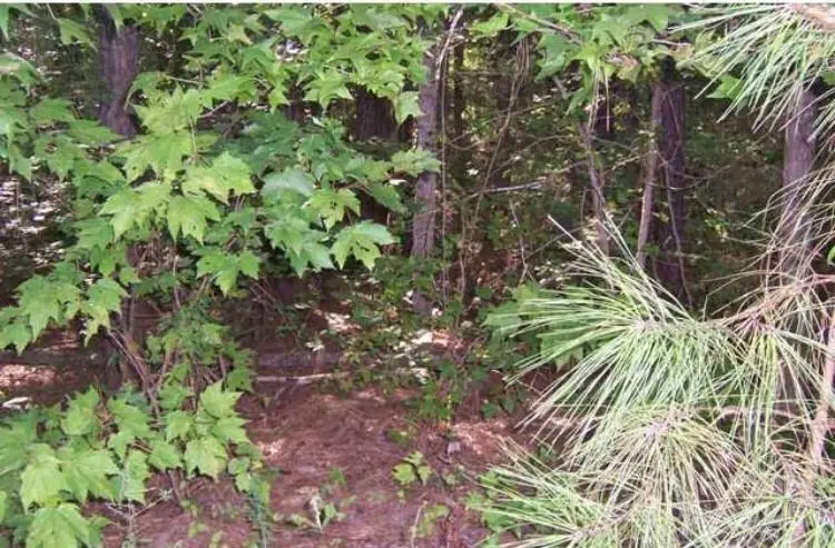 104 Shaman Drive, Louisburg, NC 27549 - Image #3