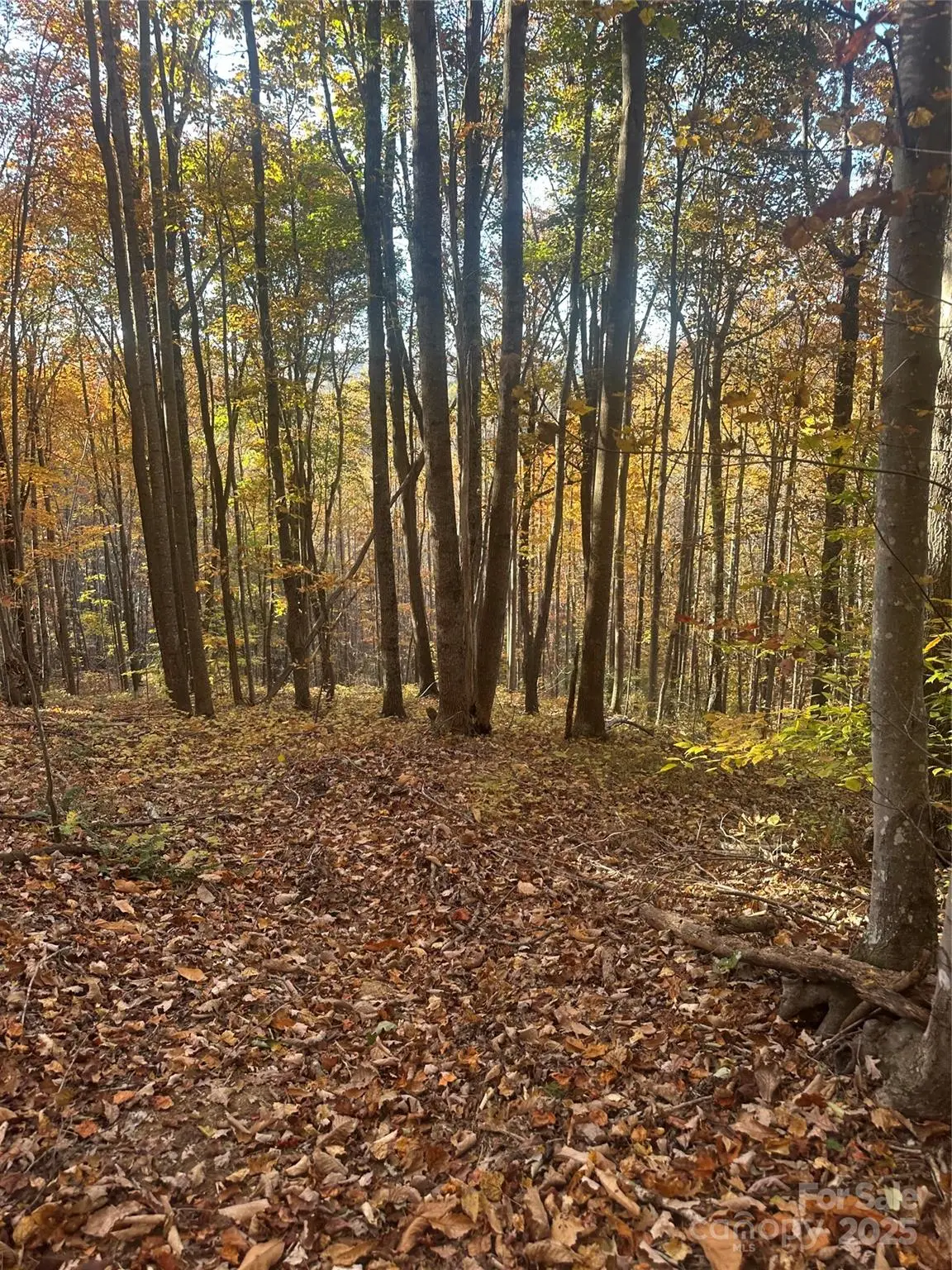 00 Black Oak Ridge Road, Taylorsville, NC 28681 - Image #1