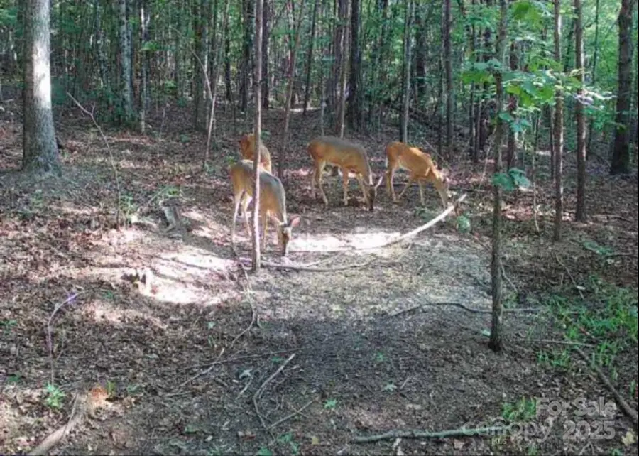 V/L Southern Way, Nebo, NC 28761 - Image #3