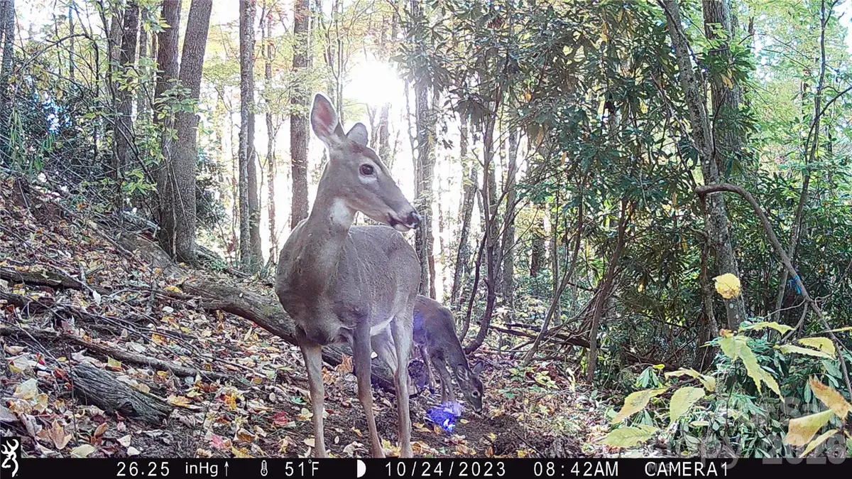 2778 Mule Stomp Road, Hot Springs, NC 28721 - Image #1