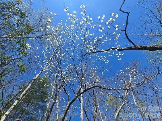 284 Oriole Drive, Lake Lure, NC 28746 - #1