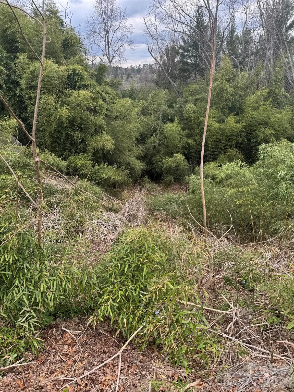 34 Belleair Road, Asheville, NC 28806 - #1