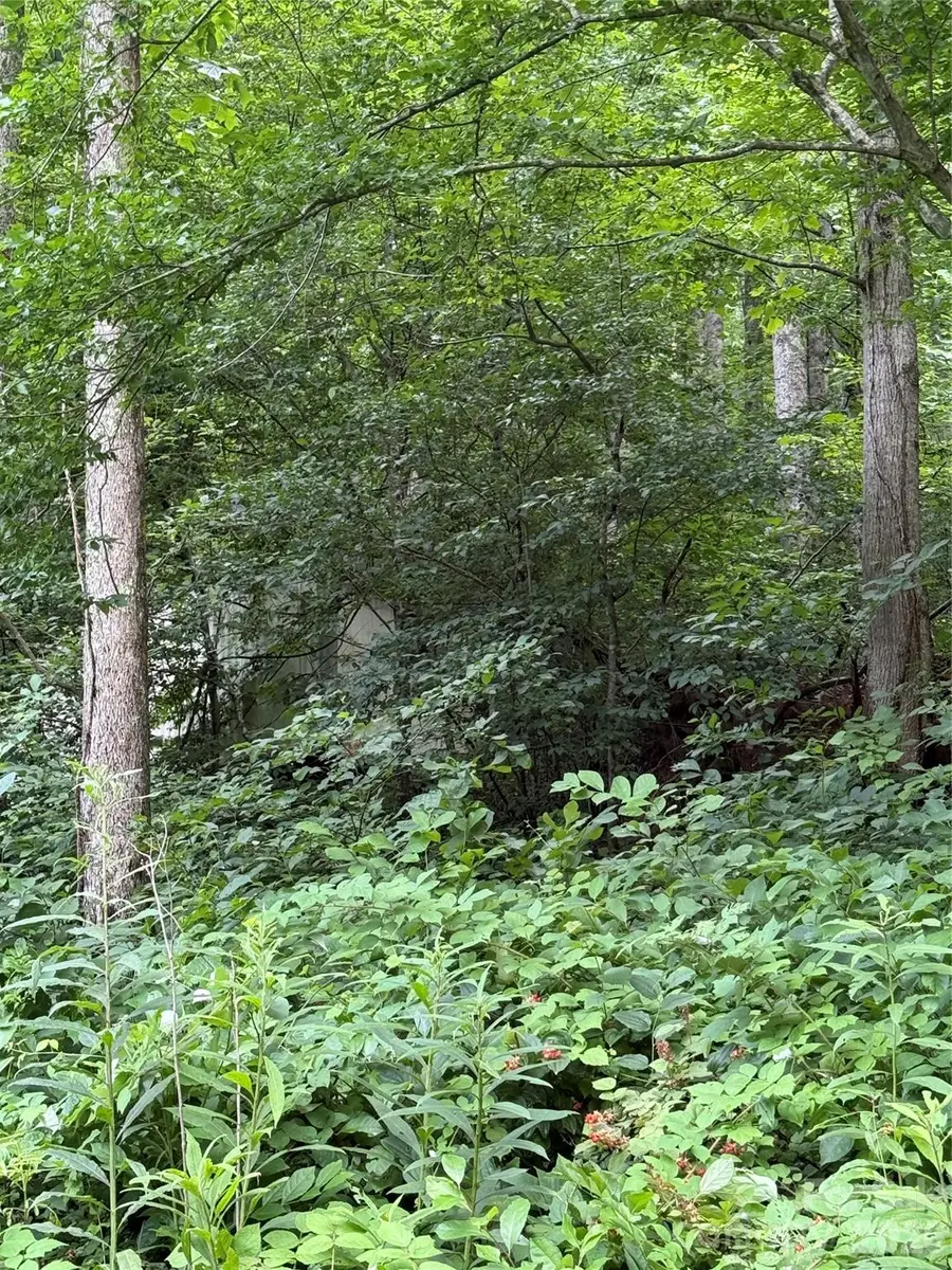 99999 Paint Fork Road, Barnardsville, NC 28709 - #3
