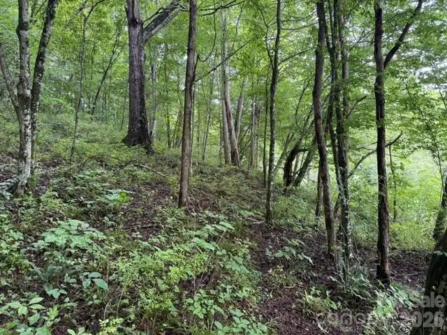TBD Meadow Fork Road, Hot Springs, NC 28743 - #1