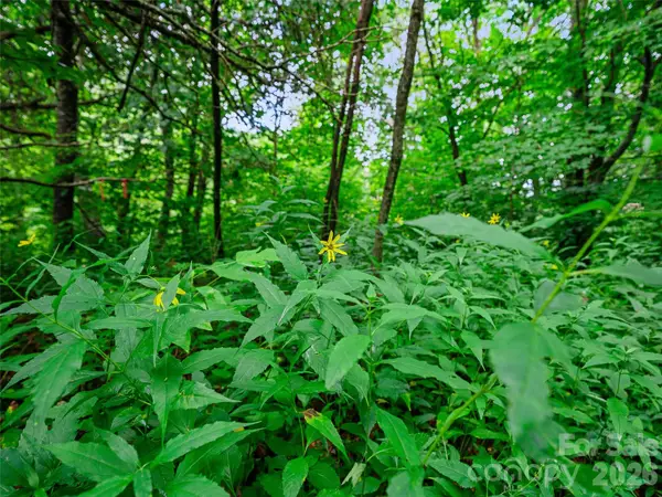 0 Ogle Meadows Road #81, Burnsville, NC 28714
