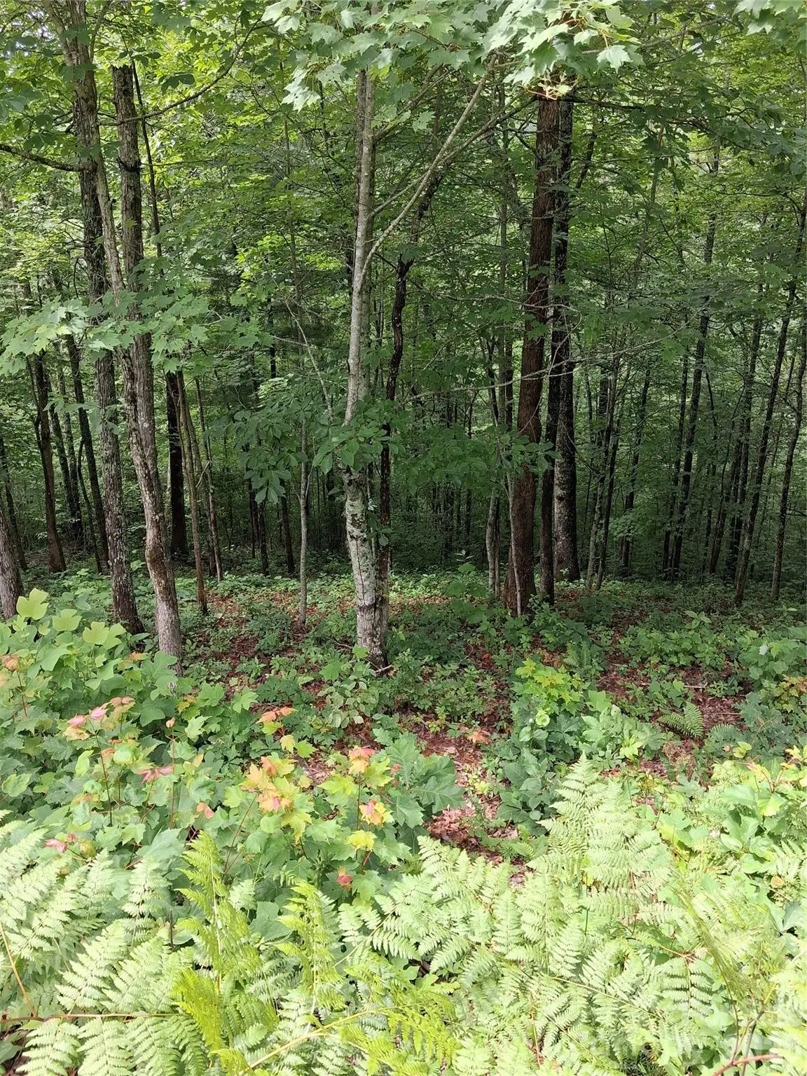 TBD Preservation Trail #47, Sylva, NC 28779 - #1