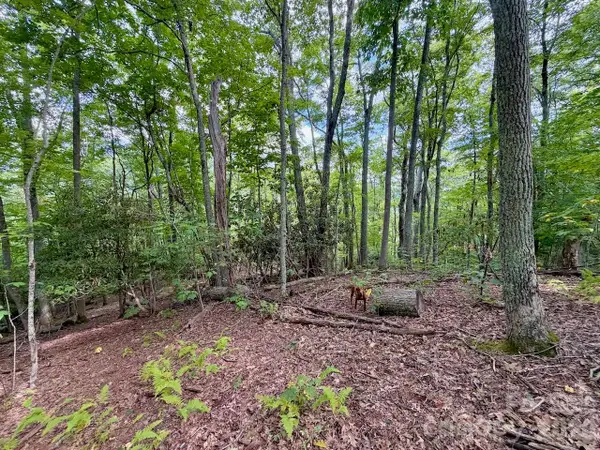 TBD Galax Lane #45, Banner Elk, NC 28604