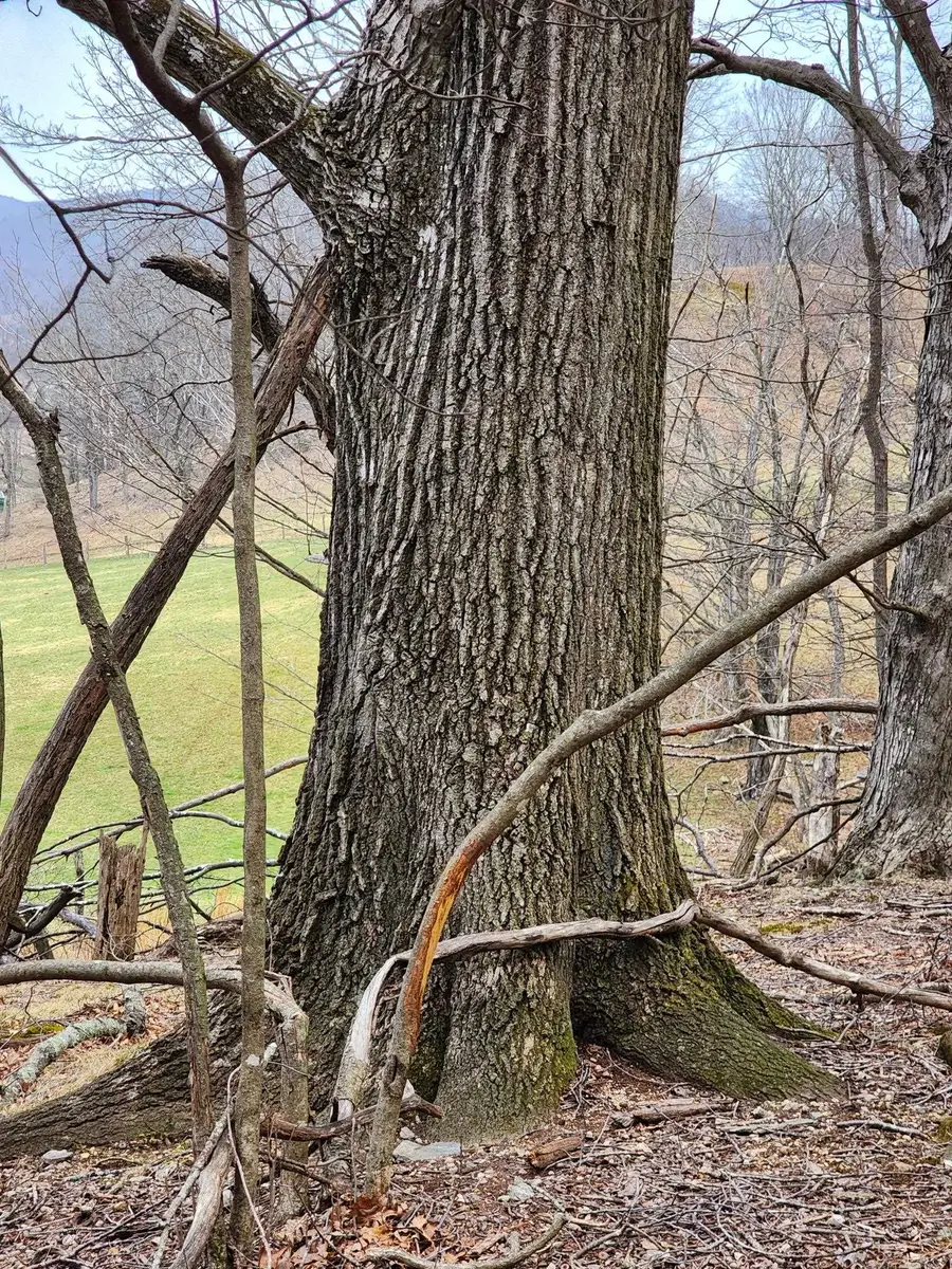 TBD Jack Mountain Rd, Doe Hill, VA 24433 - #3