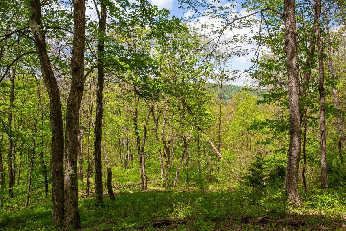 0 Church Mountain Ln, Fulks Run, VA 22830 - #1