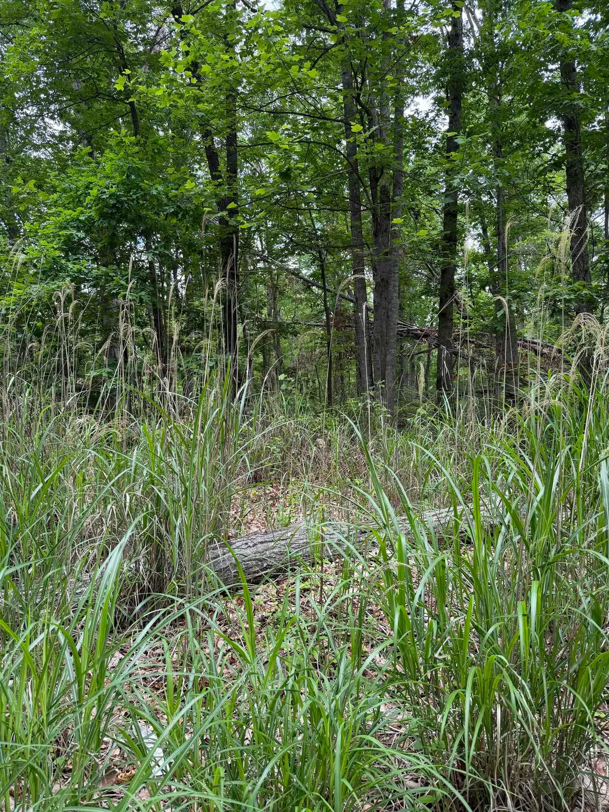 Lot 52 Lake Dr, Crimora, VA 24431 - #1