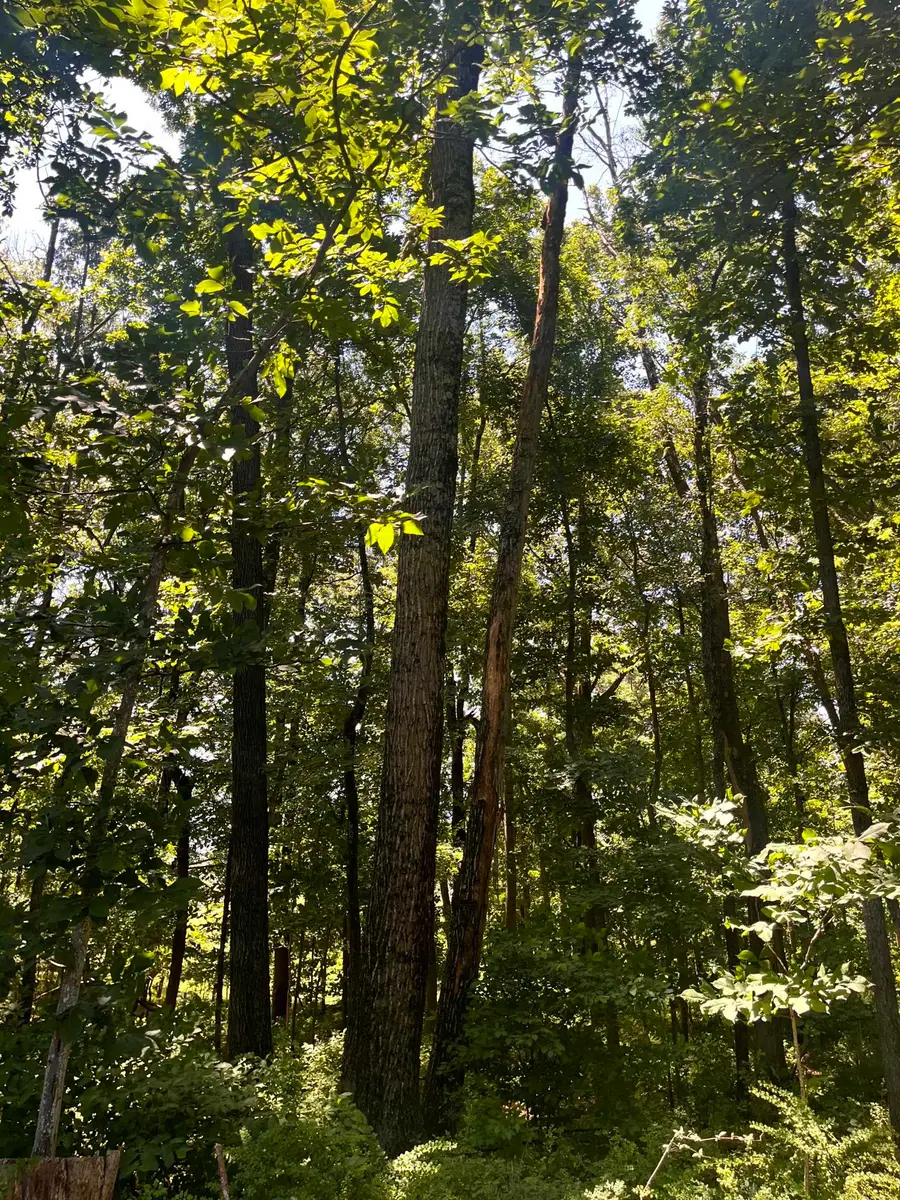 TBD Spottswood Rd, Steeles Tavern, VA 24476 - #3