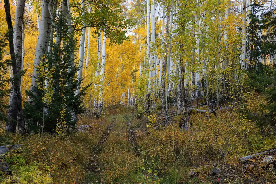 7010 N Hwy 149 Tbd, Lake City, CO 81235 - #3