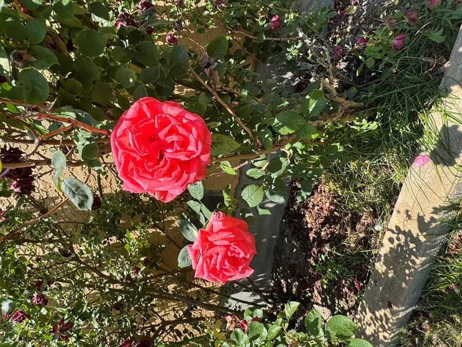 1645 Cherrywood Lane, Pueblo, CO 81005 - Image #3