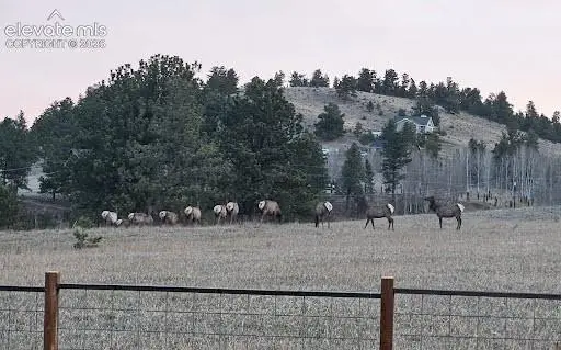 350 High Pasture Road, Florissant, CO 80816 - #2