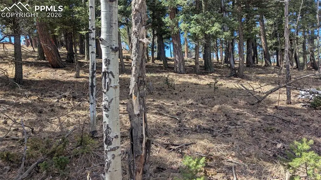 924 Will Scarlet Drive, Divide, CO 80814 - #1