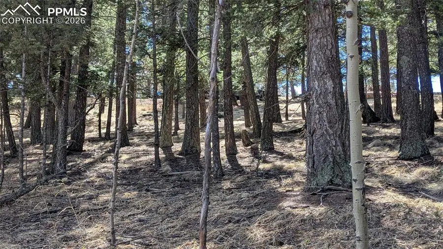 924 Will Scarlet Drive, Divide, CO 80814 - #2