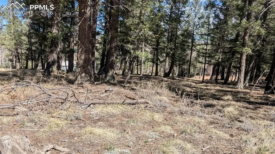 924 Will Scarlet Drive, Divide, CO 80814 - #3