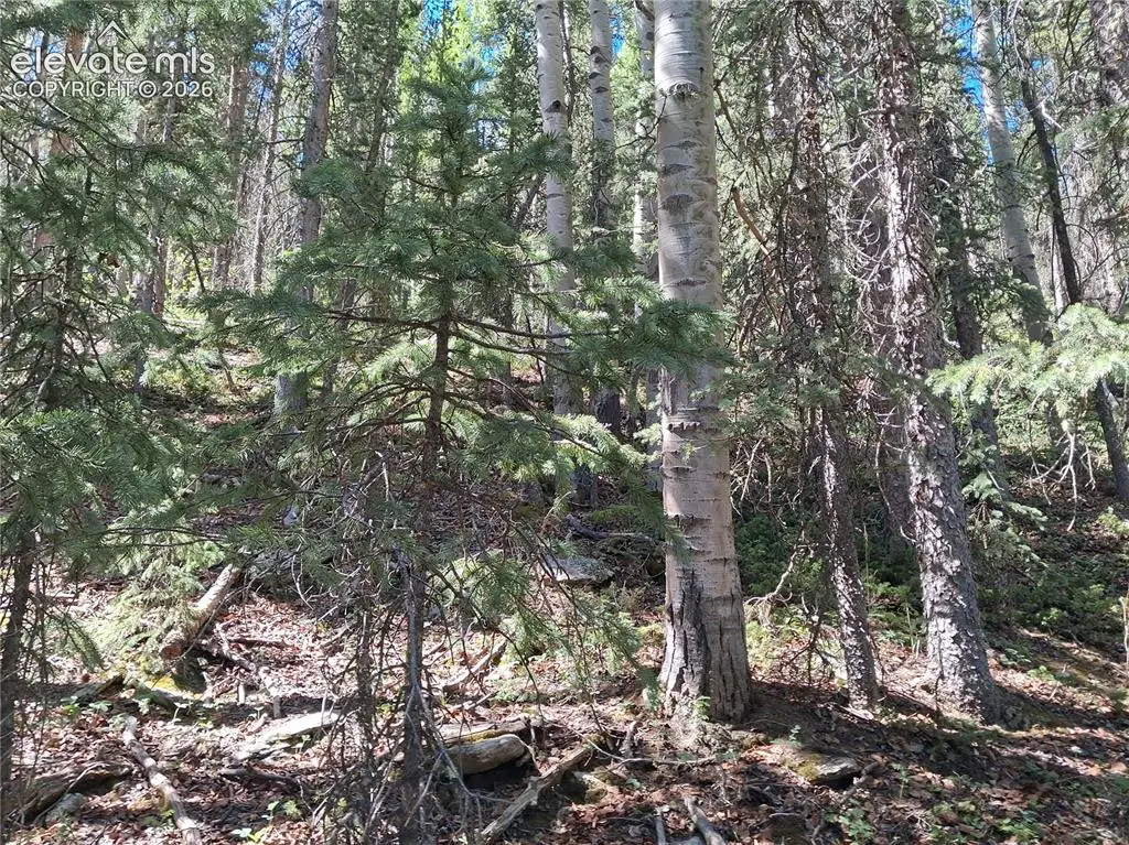 2462 Anges Drive, Cripple Creek, CO 80813 - #1