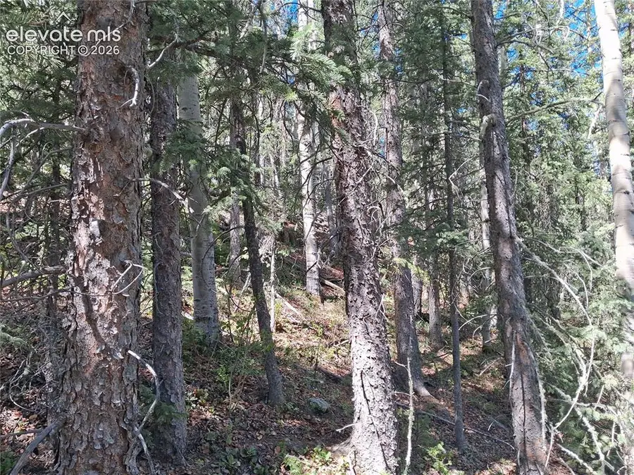 2462 Anges Drive, Cripple Creek, CO 80813 - #3