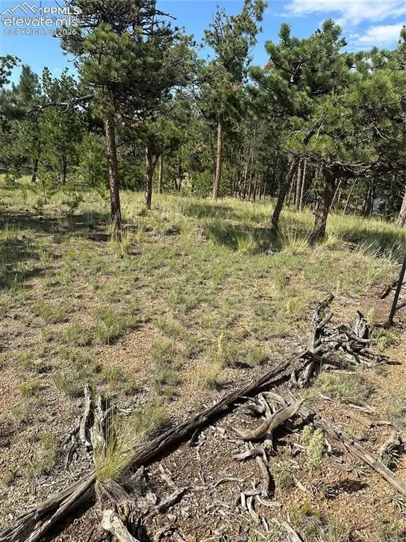315 Thunder Ridge Road, Florissant, CO 80816 - #1