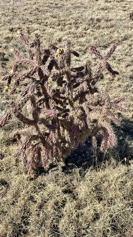 6710 Firebrand View, Fountain, CO 80817 - #2