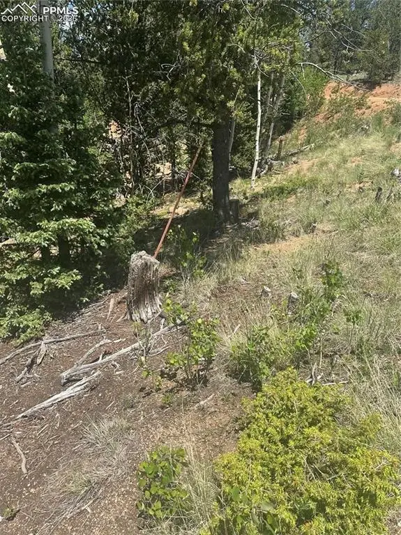 110 Brown Bear Lane, Cripple Creek, CO 80816 - #2