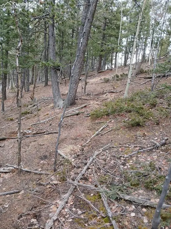 495 Wakanda Trail, Woodland Park, CO 80863 - #3