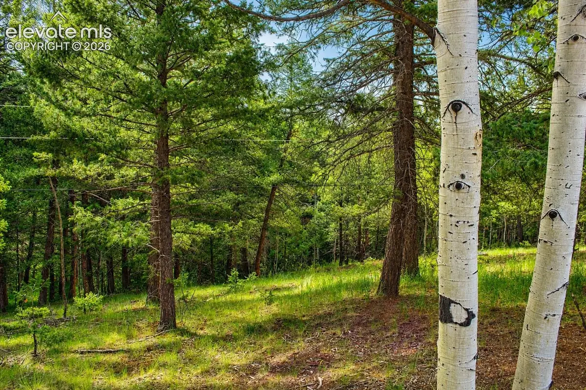 123 Ellis Lake Circle, Divide, CO 80814 - #1